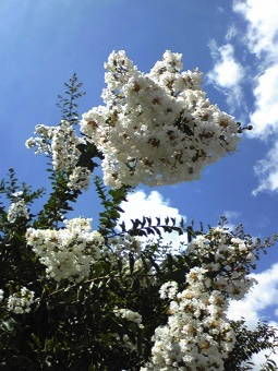 8-23さるすべり１