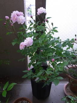 5-28ブラッシュ・ノアゼット