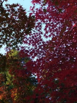 11-25赤山禅院２