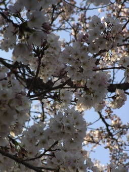 4-7宇治川花見６