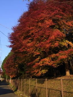 11-26赤山禅院５