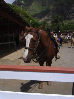 ハワイお馬ちゃん