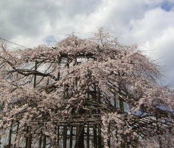 4-7宇治川花見３