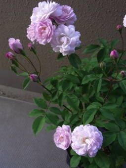 5-28ブラッシュ・ノワゼット２