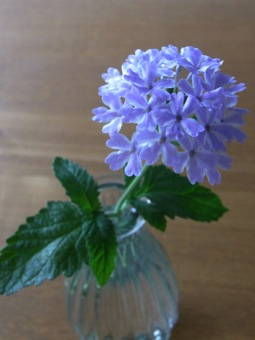 6-27バーベナ花かすみ*