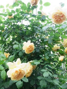 20ゴールデンセレブレーション