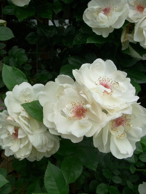 20ジャクリーヌデュプレ