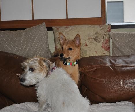 14えびすお届け4