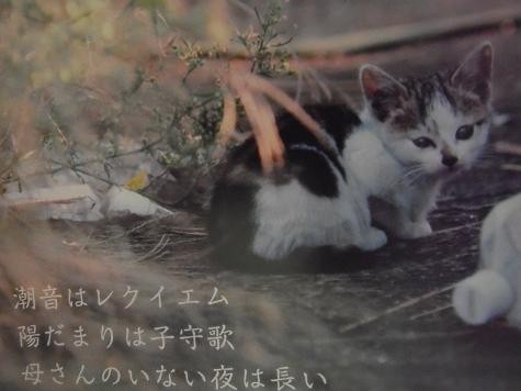 10-ねこ写真（城ヶ島に生きる野良猫たち）1