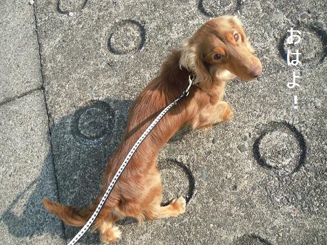 Wan Diary 夕焼け小焼け 11年04月 Wan Diary 夕焼け小焼け 11年04月