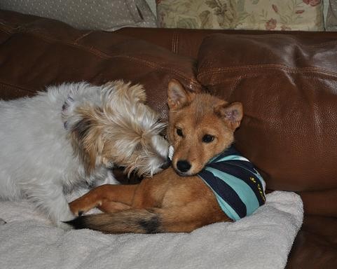 14えびすお届け7