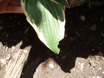 hosta.jpg