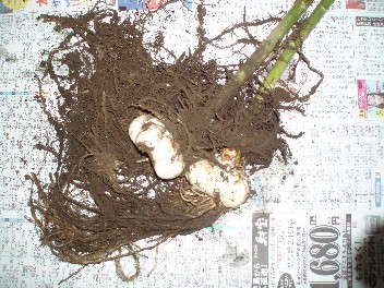 0821homemadelilybulb.jpg