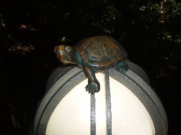 uenoturtlelight.jpg