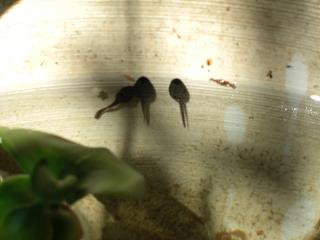 0427tadpoles2.jpg