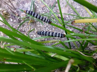 Himikoのヒ ミ ツ 年09月