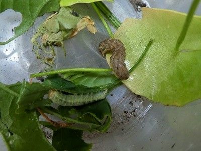 Himikoのヒ ミ ツ ピーマンの葉に幼虫