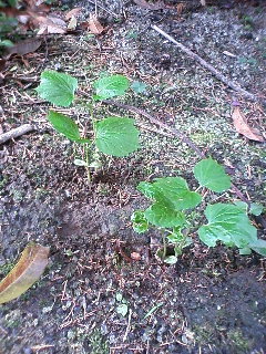 080624_074203.jpg