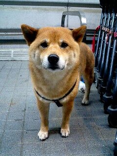 inu.jpg