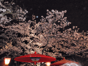 sakura1