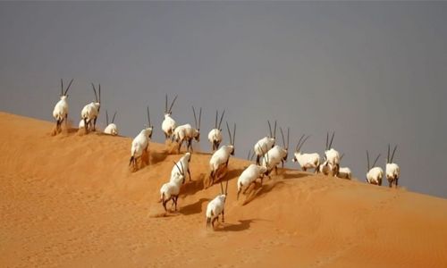 oryx