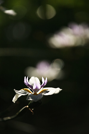 img_5550.jpg