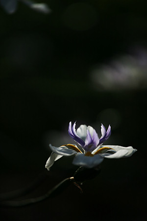 img_5562.jpg
