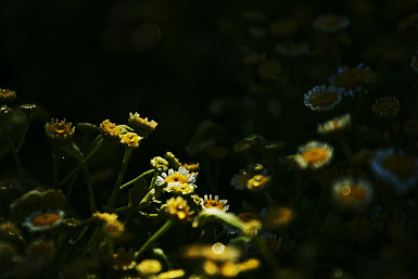 IMG_4009b.jpg