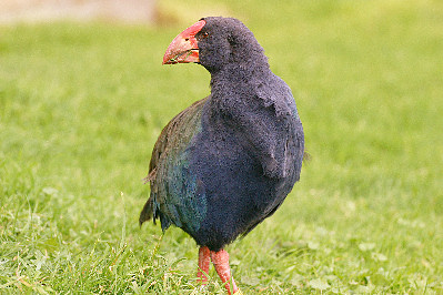 okIMG_9484a.jpg