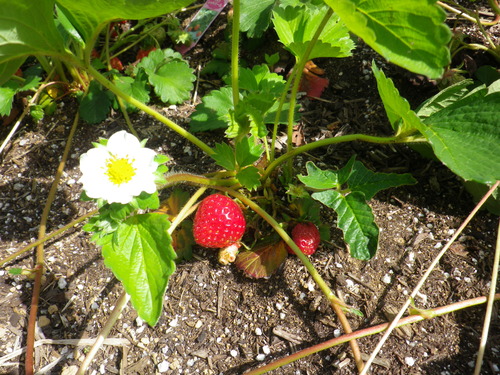「春のいちご祭り2011」開催しました！