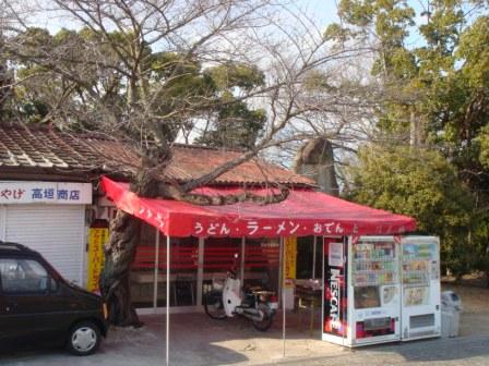 ど根性桜？！