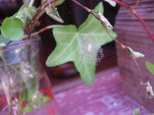 クモの巣アート。