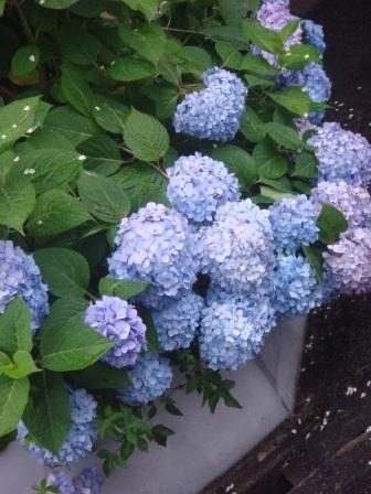 ６月のチャリティイベント。