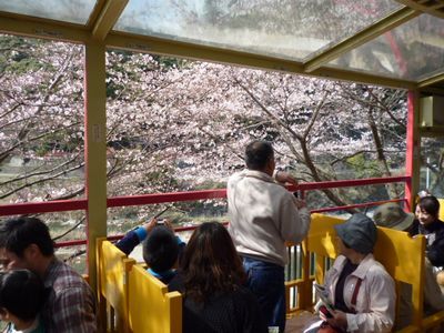 しげ爺さんの京都つれづれ 桜だより 保津峡トロッコ列車の旅 見頃