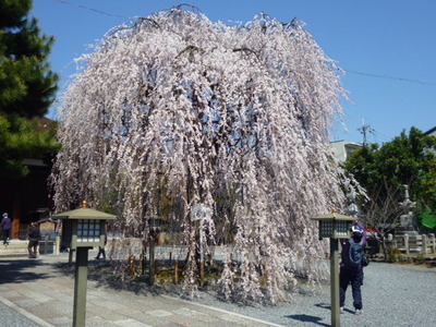 阿亀桜 (2)