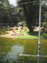 flamingo_R.jpg