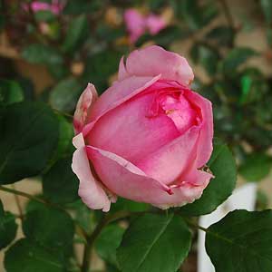 rose1.jpg