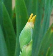 tubomi.jpg