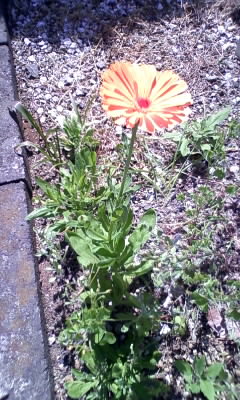 カレンデュラ　開花