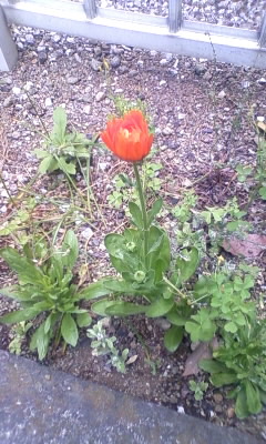カレンデュラ　つぼみ