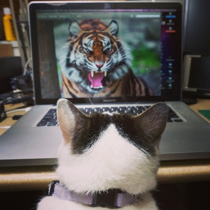 ぽけこ&タイガー