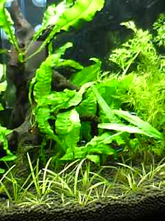 趣味満載日記 アクアリウム 趣味満載日記 アクアリウム