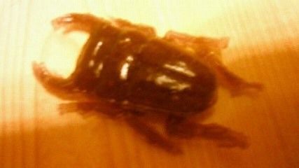 くわがた