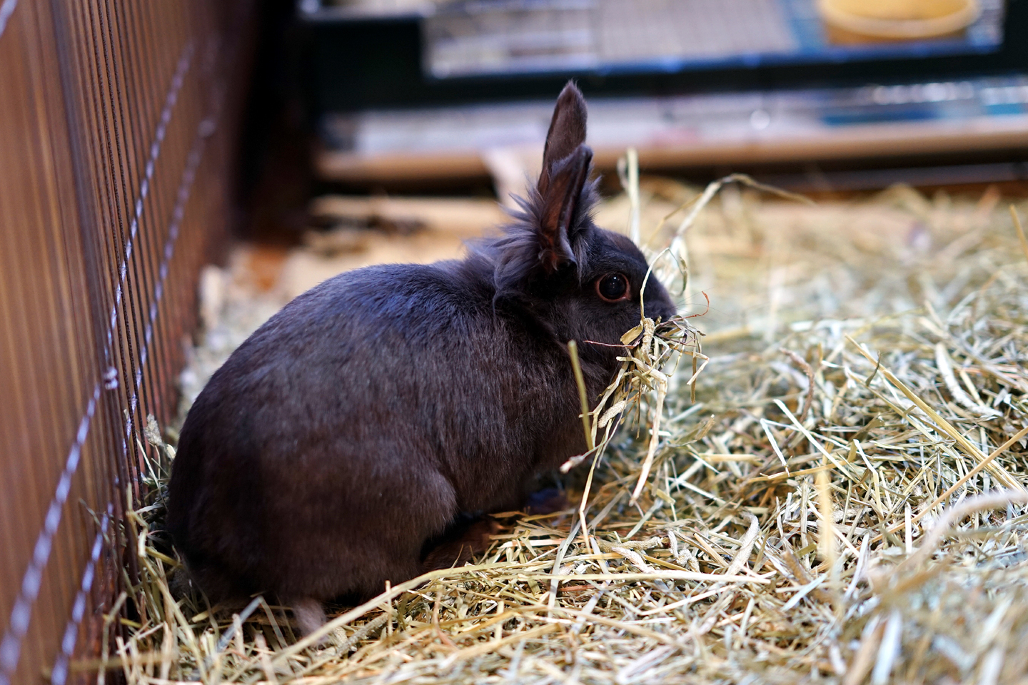 うさぎカフェ 大阪中崎町のレトロな街並みの中のうさぎカフェ ラビットdayにお邪魔しました 黄昏ドライブイン コスプレカメコはデジタル一眼の夢を見るか
