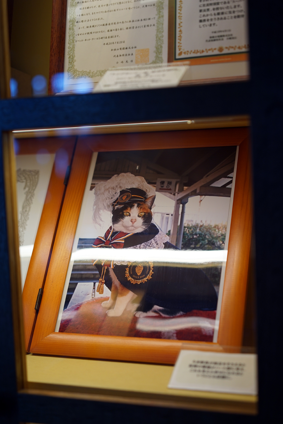 たまカフェ 猫が駅長を務める貴志駅内の癒し系猫カフェ 黄昏ドライブイン コスプレカメコはデジタル一眼の夢を見るか