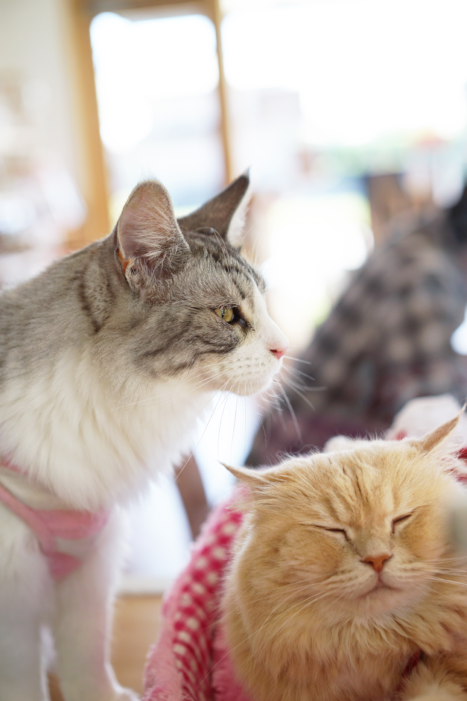 猫いるカフェ ねこぐるま 愛知県蟹江町にオープンした癒される猫カフェ 黄昏ドライブイン コスプレカメコはデジタル一眼の夢を見るか 猫いるカフェ ねこぐるま 愛知県蟹江町にオープンした癒される猫カフェ 黄昏ドライブイン コスプレカメコはデジタル一眼の夢を見るか