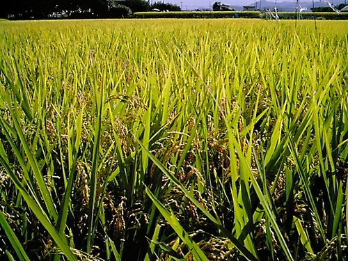 free_rice-field_013