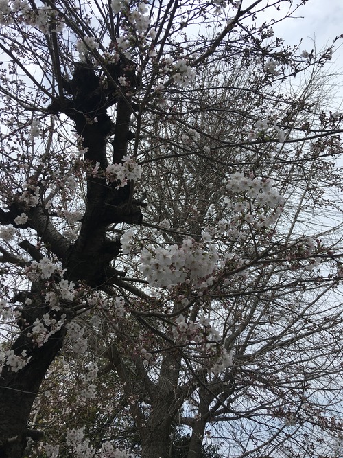 A11C03DF-C131-4EB6-A2FB-56A2080A5515