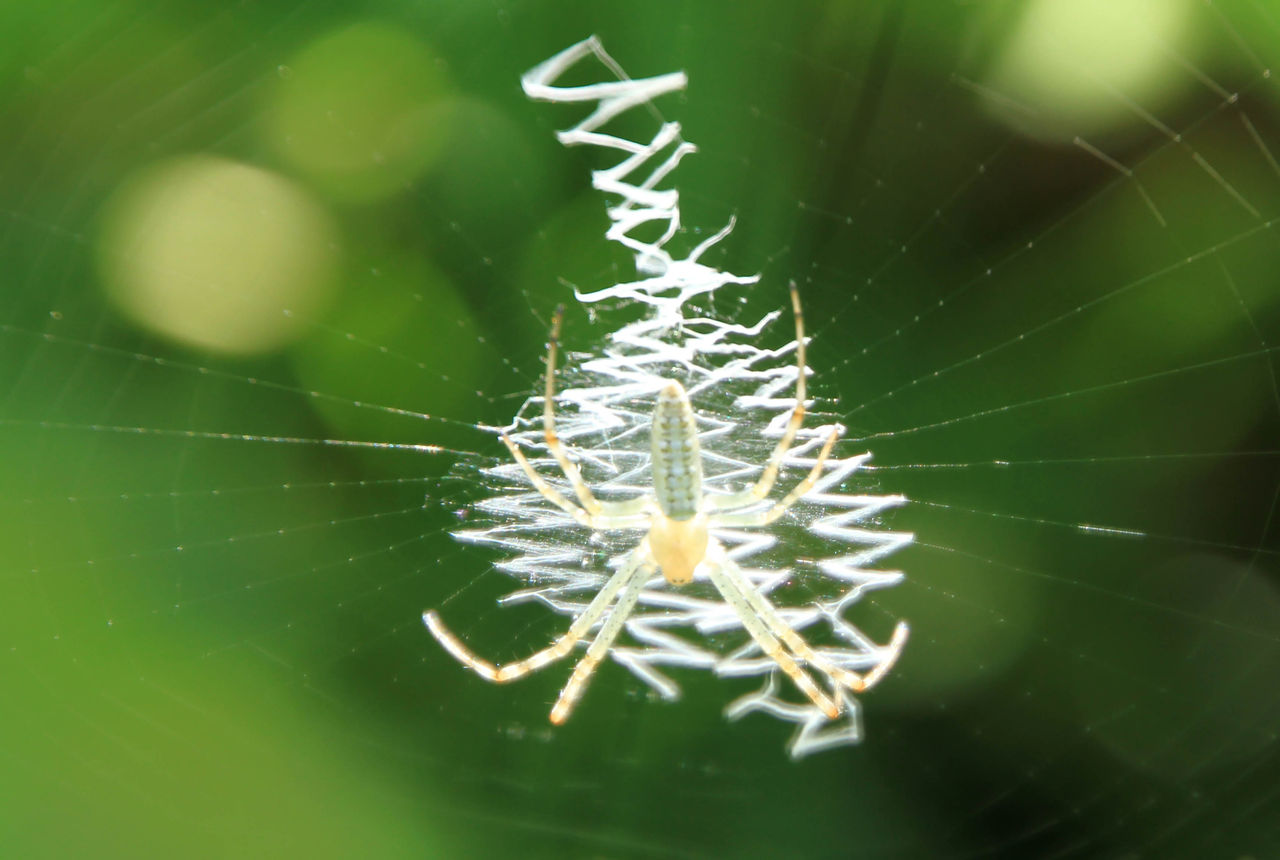 蜘蛛の糸 Fukko Photo