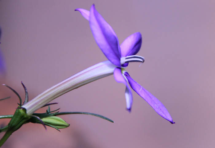 イソトマ Fukko Photo イソトマ Fukko Photo
